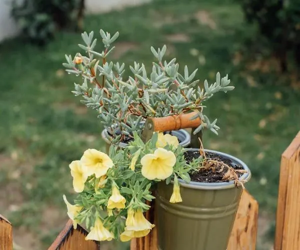 Casa Ti Carolina 別荘